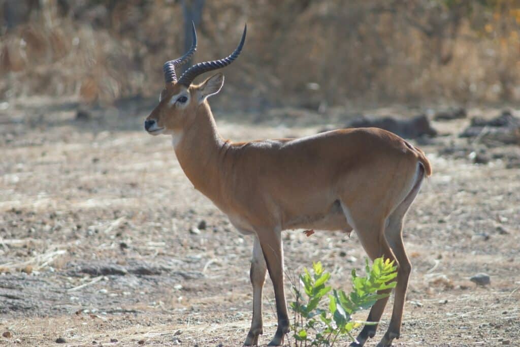 antilope