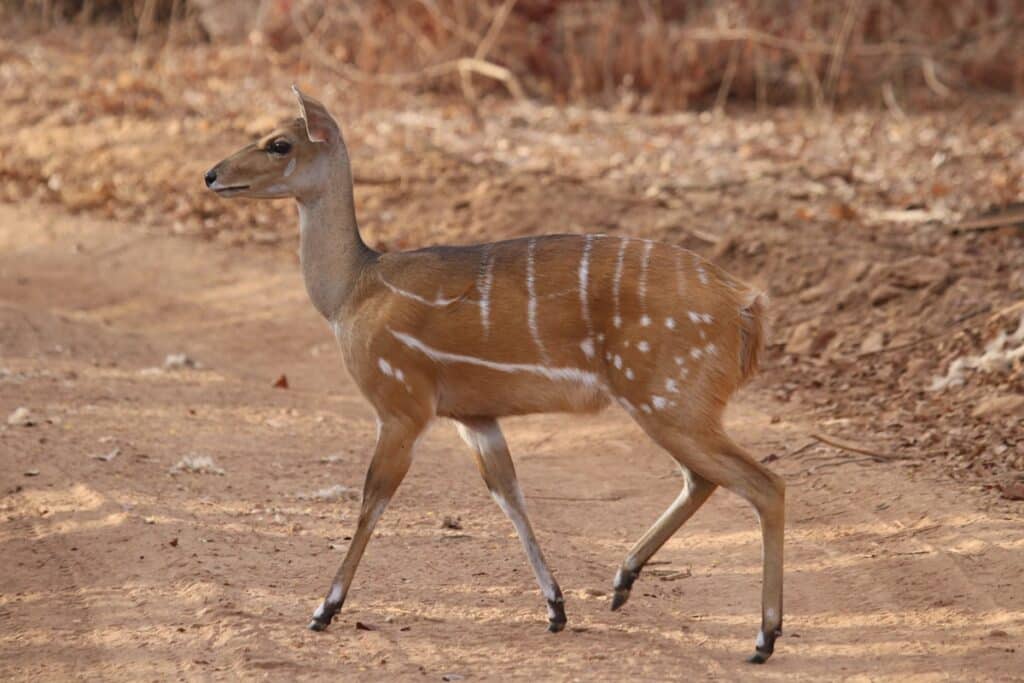 parc national du Niokolo-Koba