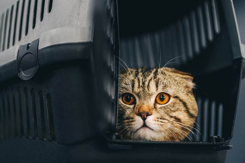 chat dans caisse de transport
