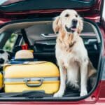 Voyager avec son chien