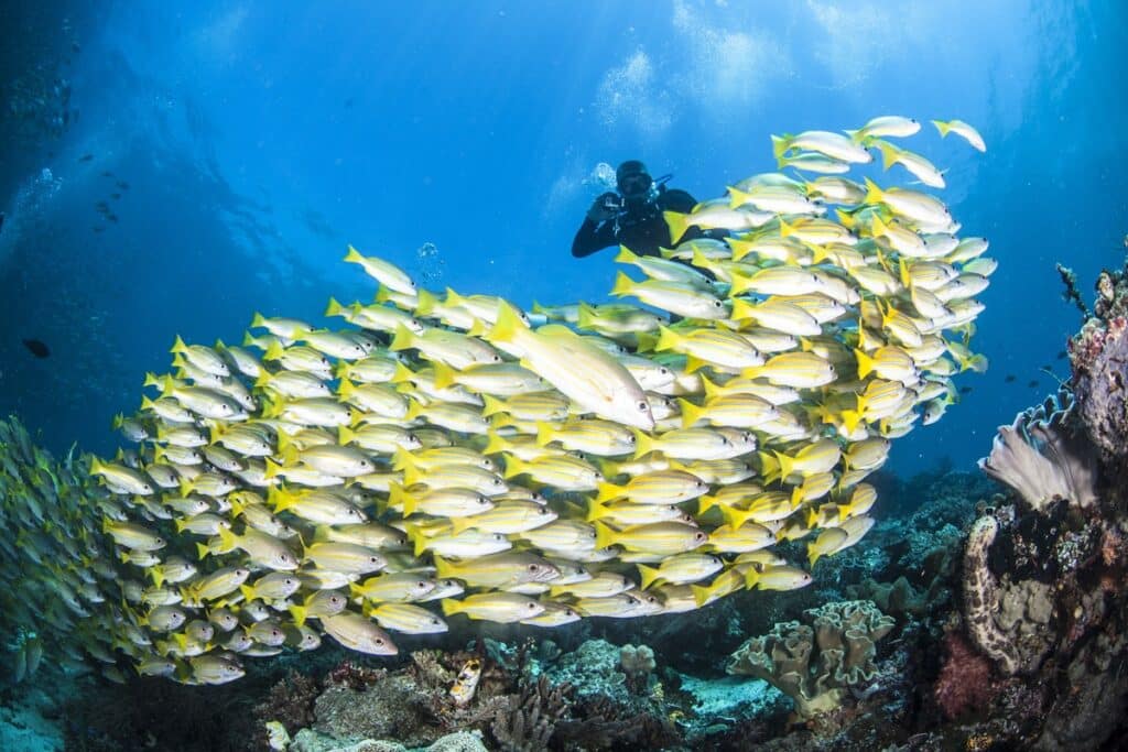 plongée Raja Ampat