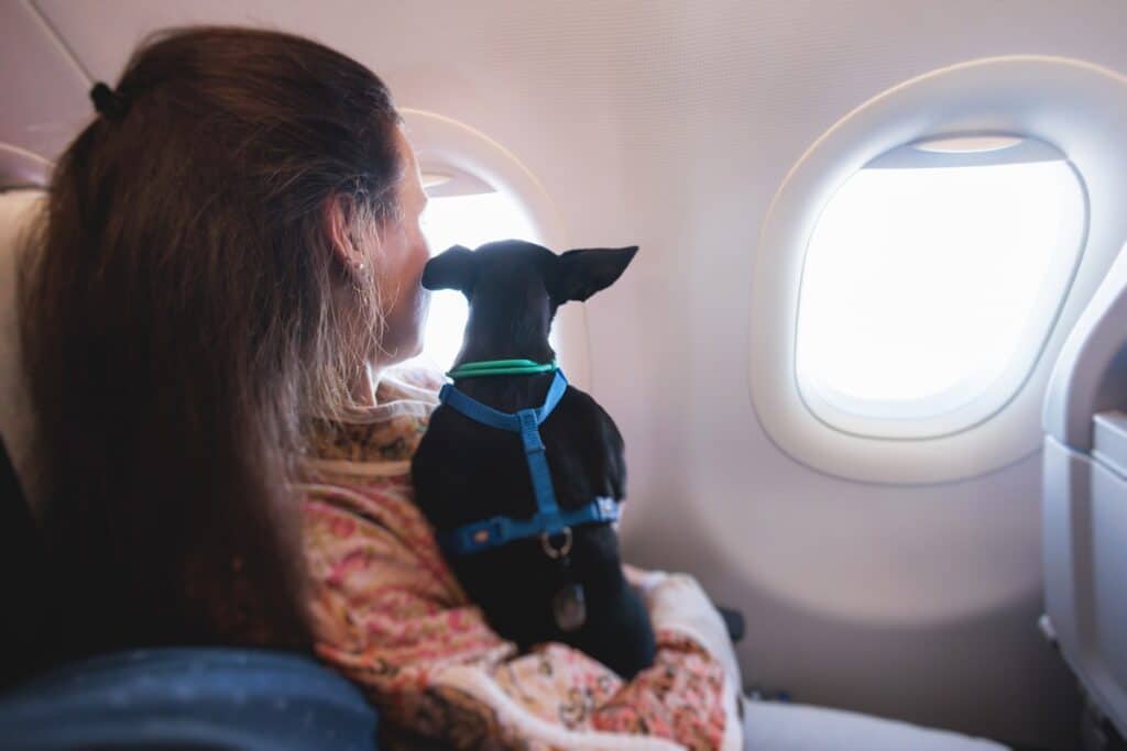 Emmener son chien en avion démarches