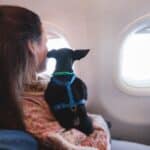 Emmener son chien en avion démarches