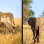 Serengeti ou Tarangire