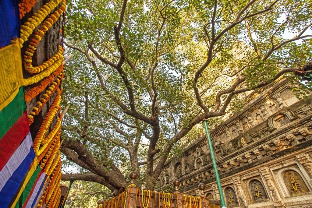 visiter l'arbre de la Bodhi
