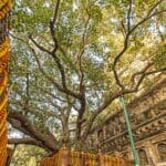 visiter l'arbre de la Bodhi