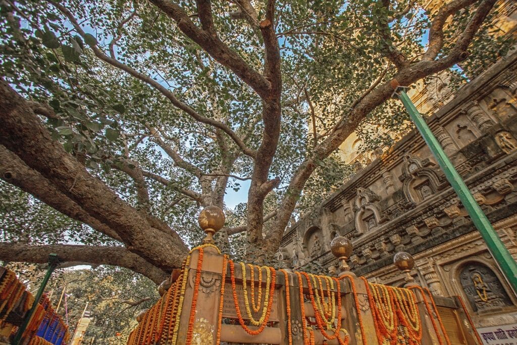 arbre de la Bodhi