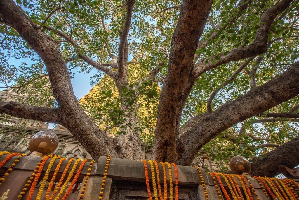 arbre de la Bodhi à bodhgaya