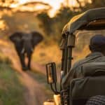 safari africain
