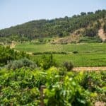 vignoble sur une colline en Sicile
