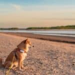 Digital nomades avec son chien : le tracking GPS est indispensable