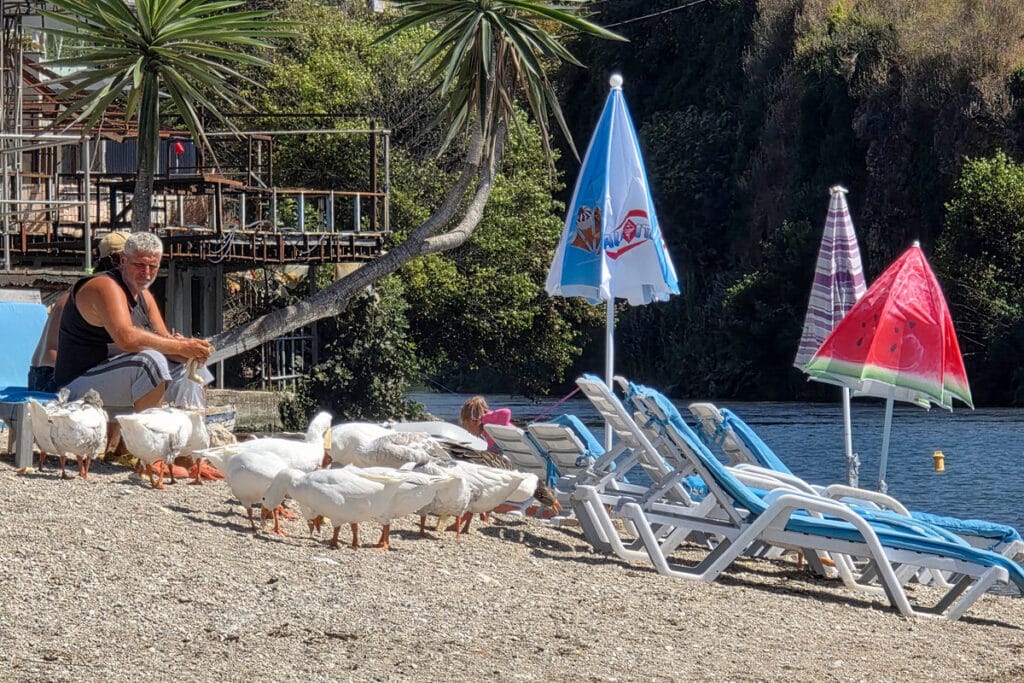 un homme donne à manger aux oies à mango beach