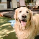 camping avec chien