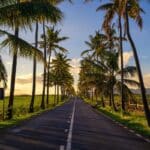 route et palmiers à l'île Maurice
