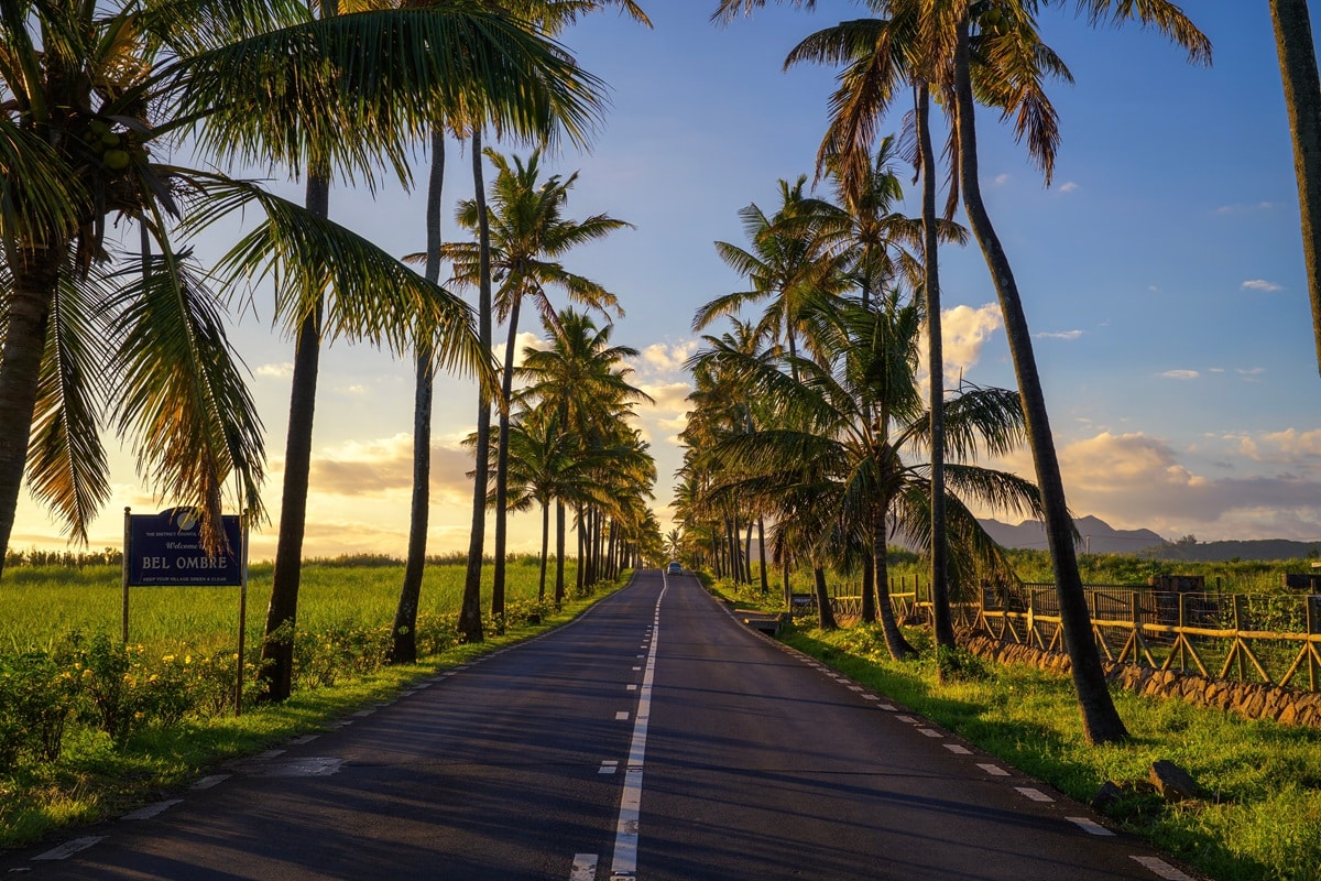 route et palmiers à l'île Maurice