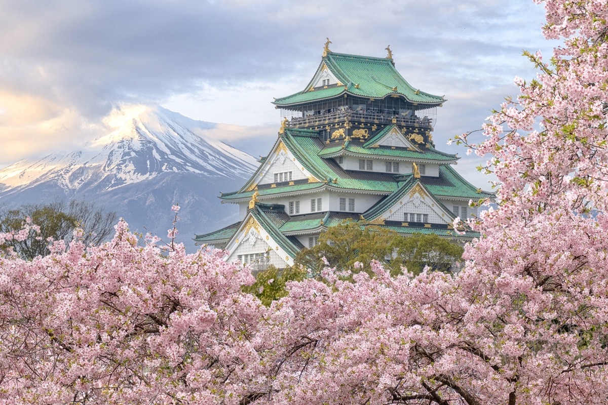 cerisiers en fleur au japon à Osaka