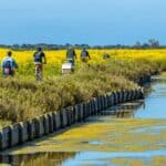 cyclistes près des marais sur l'île de Ré