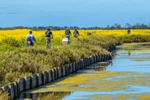 cyclistes près des marais sur l'île de Ré