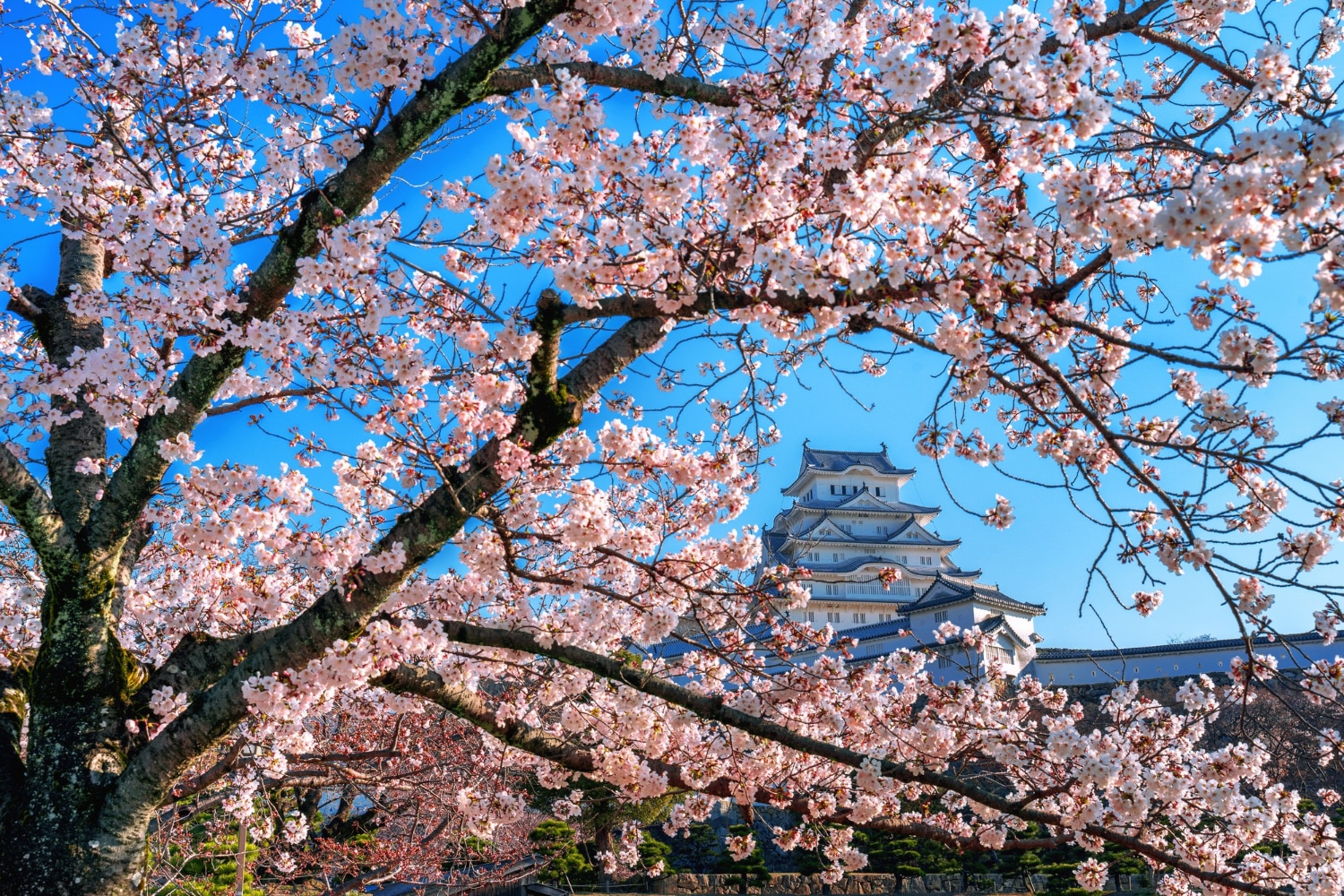 Fleurs de cerisier et château à Himeji au Japon.