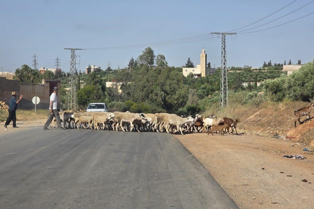 troupeau de chèvres sur une route au maroc