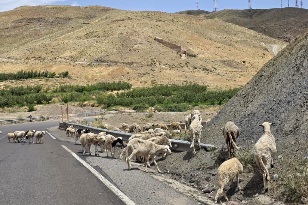 chèvres sur une route marocaine