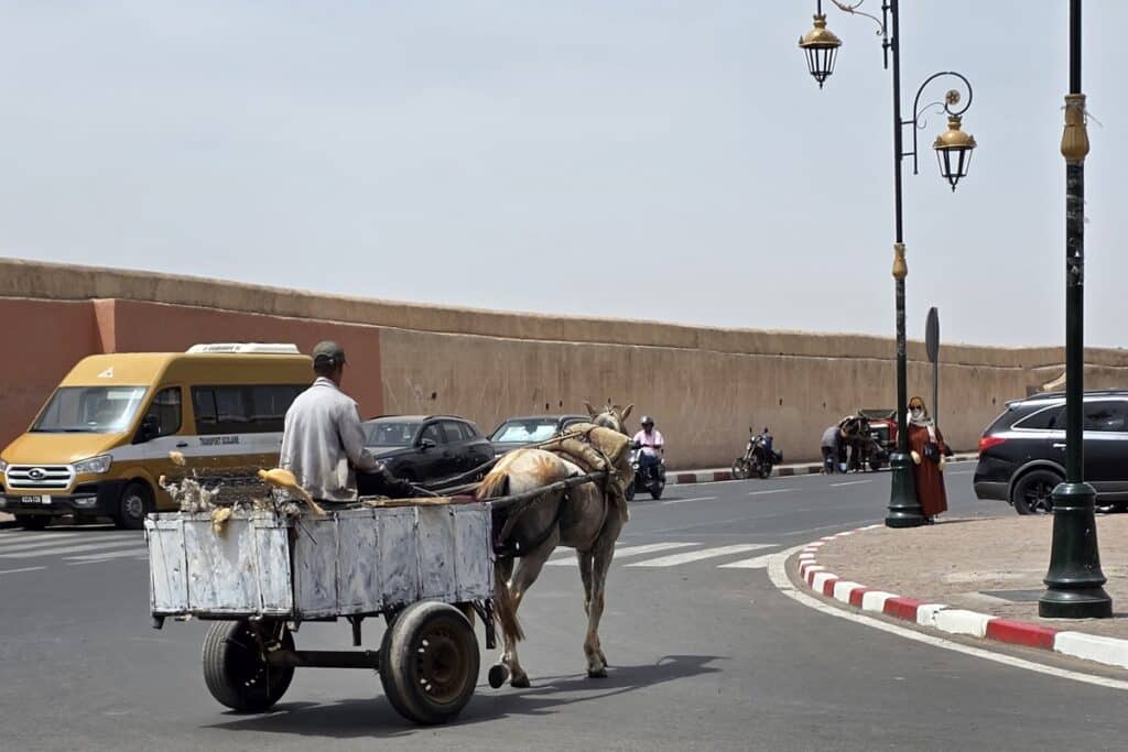 âne et charrette sur une route de marrakech