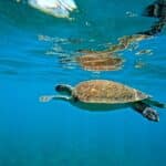 tortue dans la réserve Cousteau en Guadeloupe
