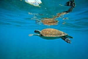 tortue dans la réserve Cousteau en Guadeloupe