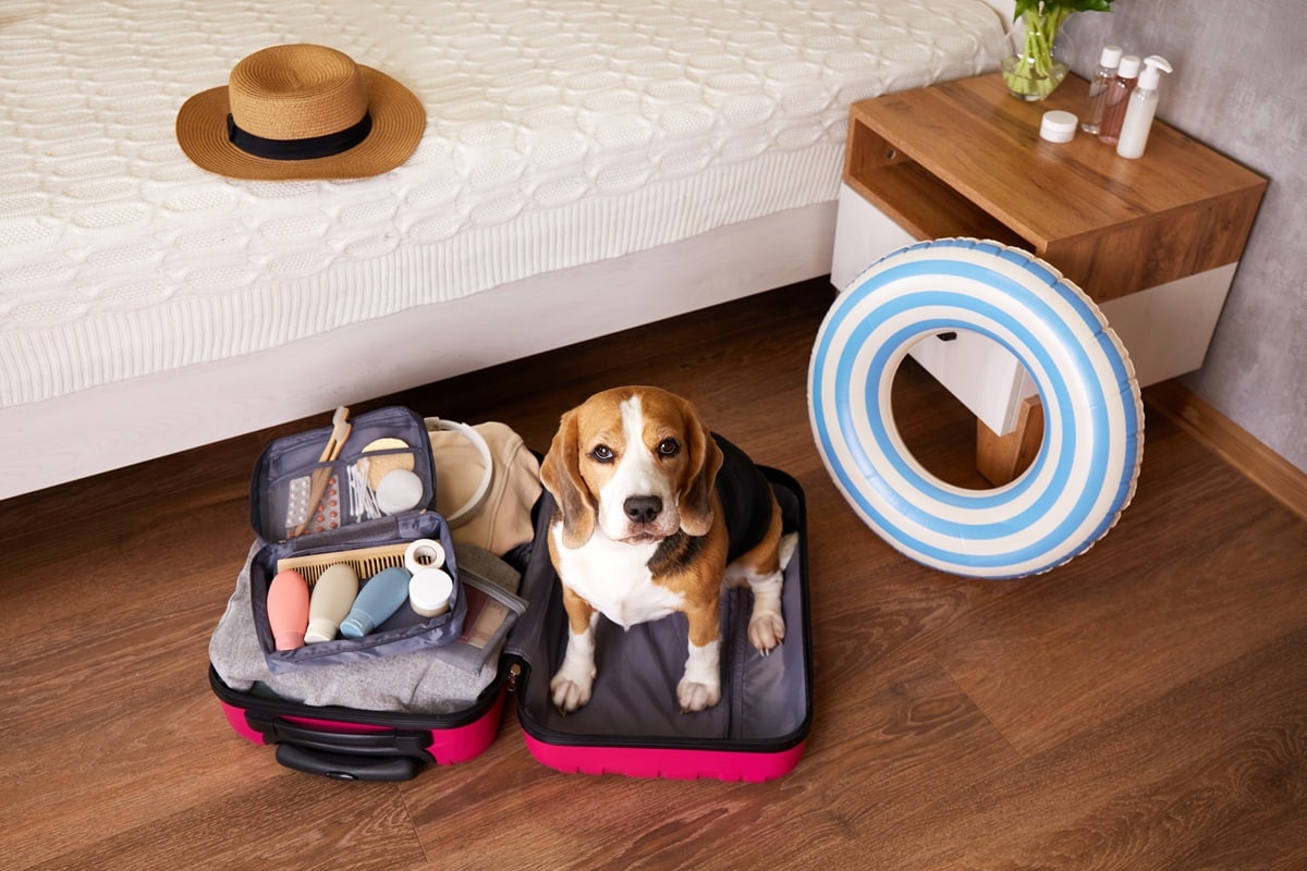 chien prêt pour les vacances