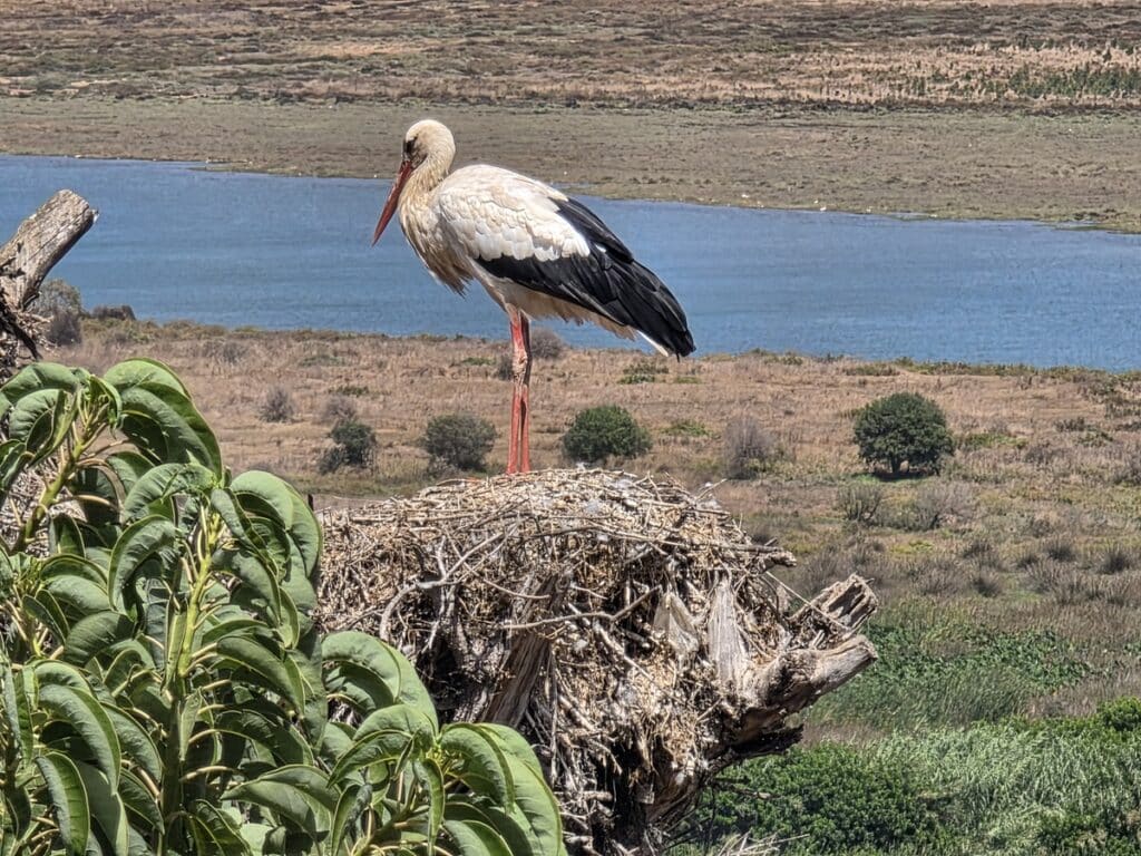 cigogne à Chellah