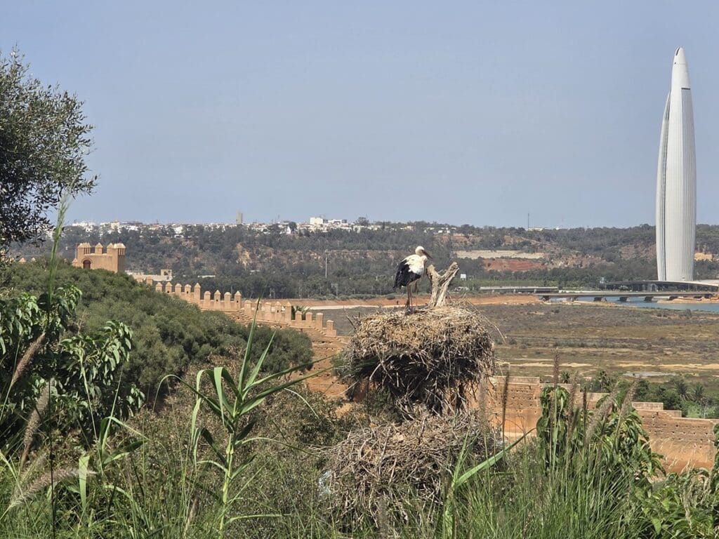 panorama avec cogogne à Chellah