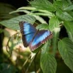 serre à papillons en Normandie