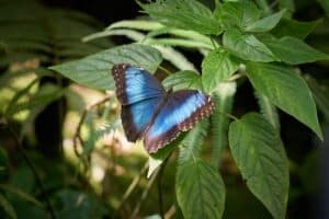 serre à papillons en Normandie