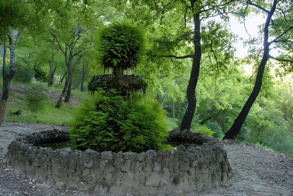 arbres