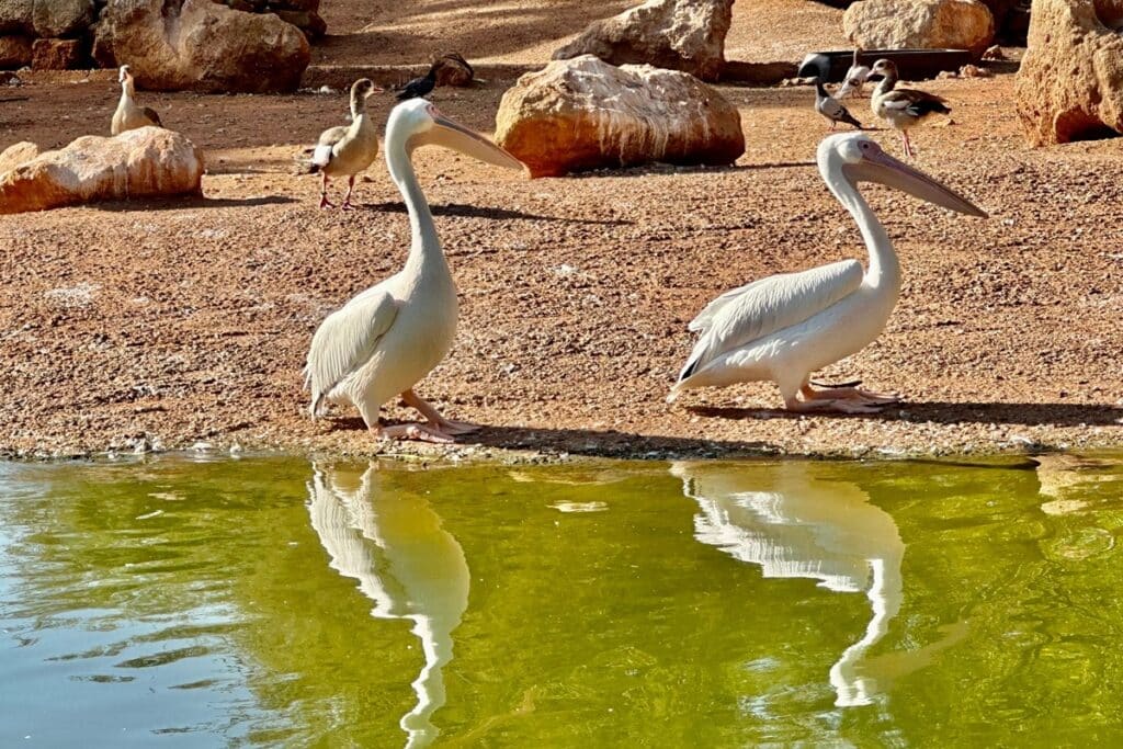 pélicans au jardin zoologique de Rabat