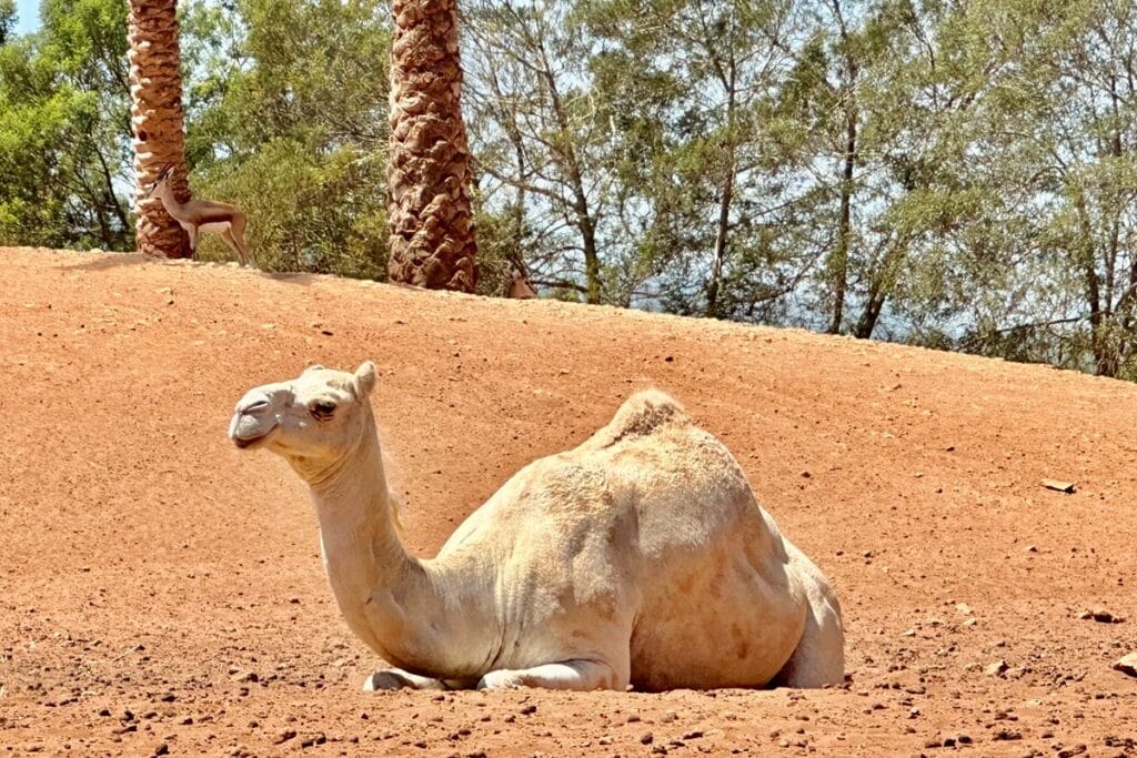dromadaire au jardin zoologique de Rabat