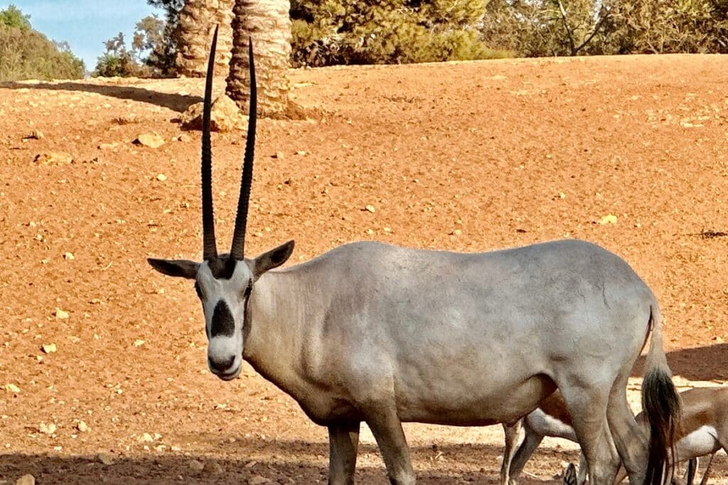 antilope au jardin zoologique de Rabat