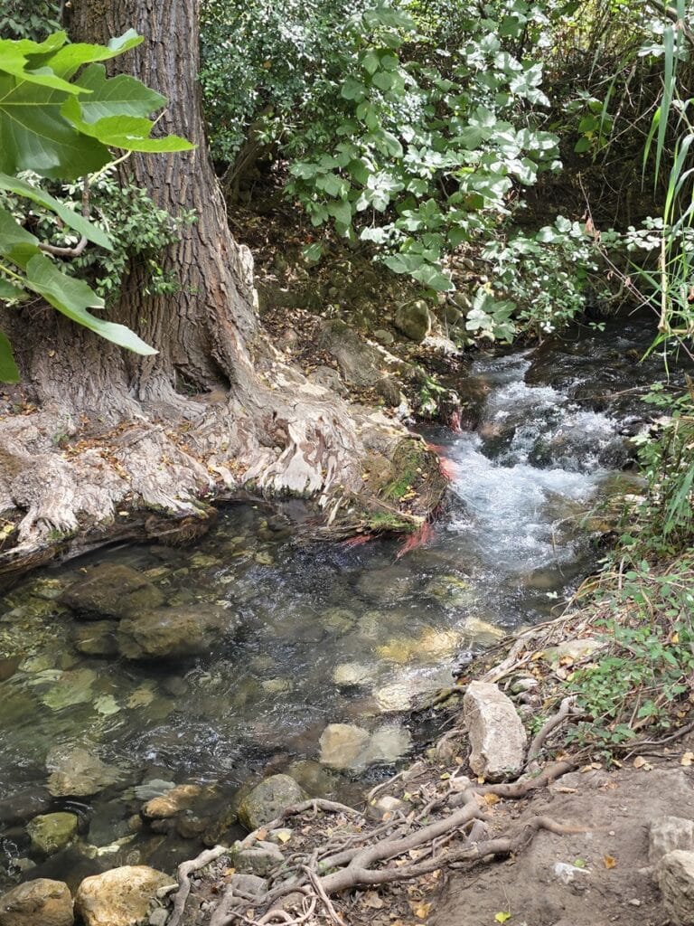 tronc d'arbre et rivière