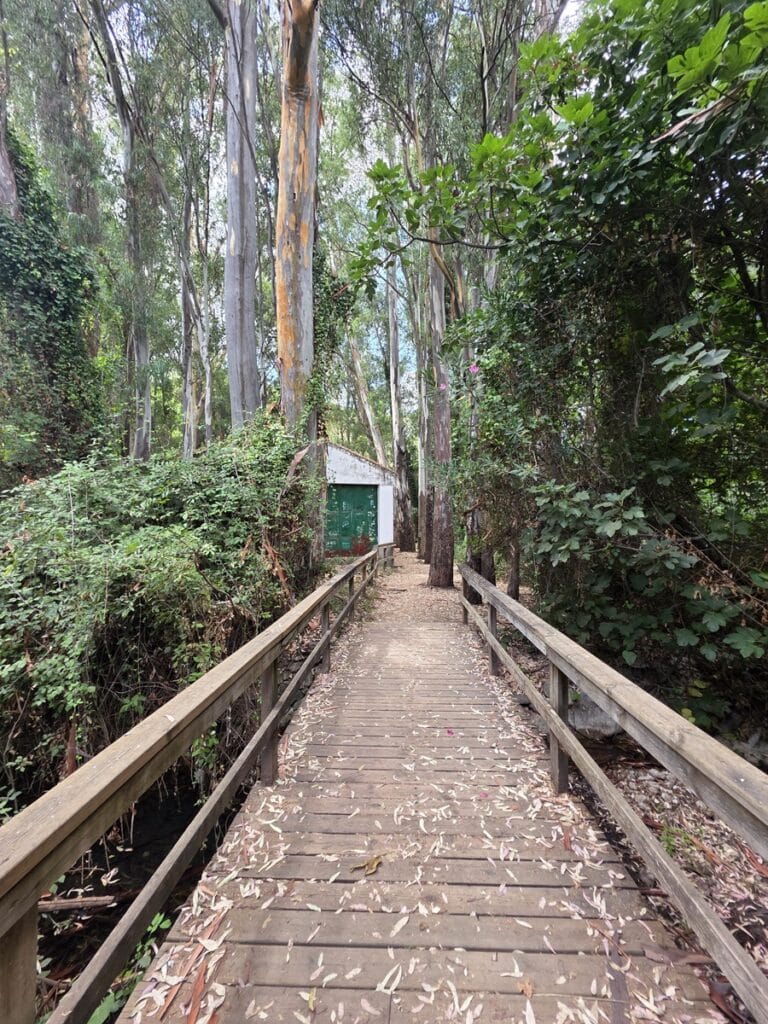 passerelle en bois