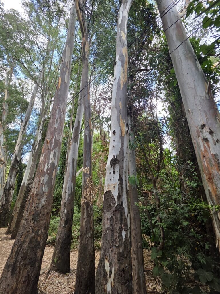 grands arbres