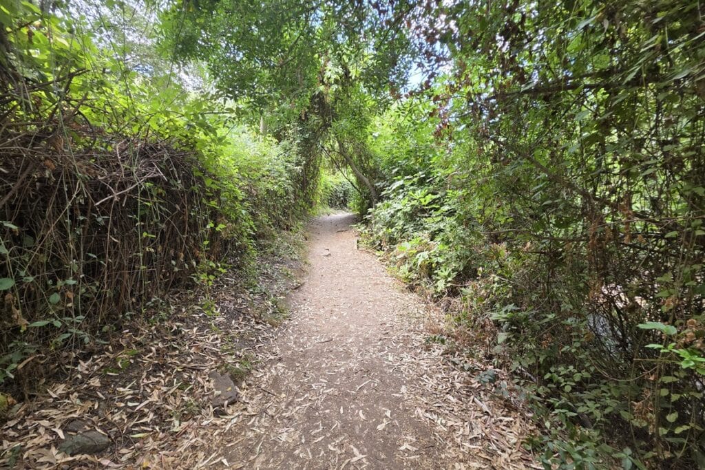 sentier ombragé du rio majaceite au départ de Benamahoma